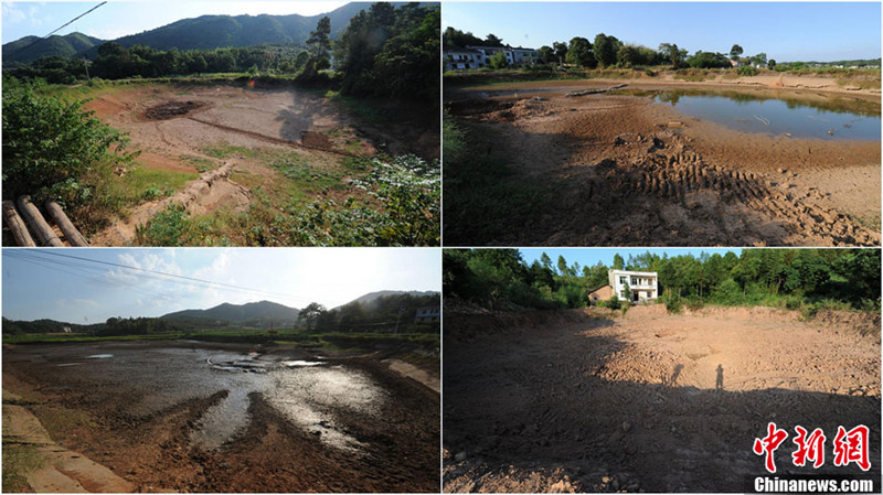 8月1日,湖南省湘潭縣的涓水河斷流,排頭鄉(xiāng)仁陂村稻田龜裂,山塘干涸,嚴(yán)重影響了周邊居民的生活。據(jù)湖南省防汛抗旱指揮部辦公室最新發(fā)布稱(chēng),截止7月31日,湖南共有107個(gè)縣市區(qū)1179萬(wàn)畝農(nóng)作物受旱(重旱330萬(wàn)畝、干枯110萬(wàn)畝),近129萬(wàn)人、61萬(wàn)頭大牲畜因旱出現(xiàn)臨時(shí)飲水困難,367條溪河斷流、347座小型水庫(kù)、9.34萬(wàn)處山塘干涸。圖為排頭鄉(xiāng)仁陂村的眾多山塘已干涸。(拼版圖片) 楊華峰 攝