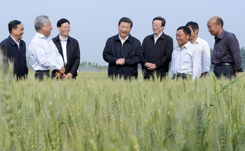 5月9日至10日，中共中央總書記、國家主席、中央軍委主席習近平在河南省考察工作。這是5月9日下午，習近平在尉氏縣張市鎮高標準糧田察看小麥長勢。新華社記者 張鐸 攝
