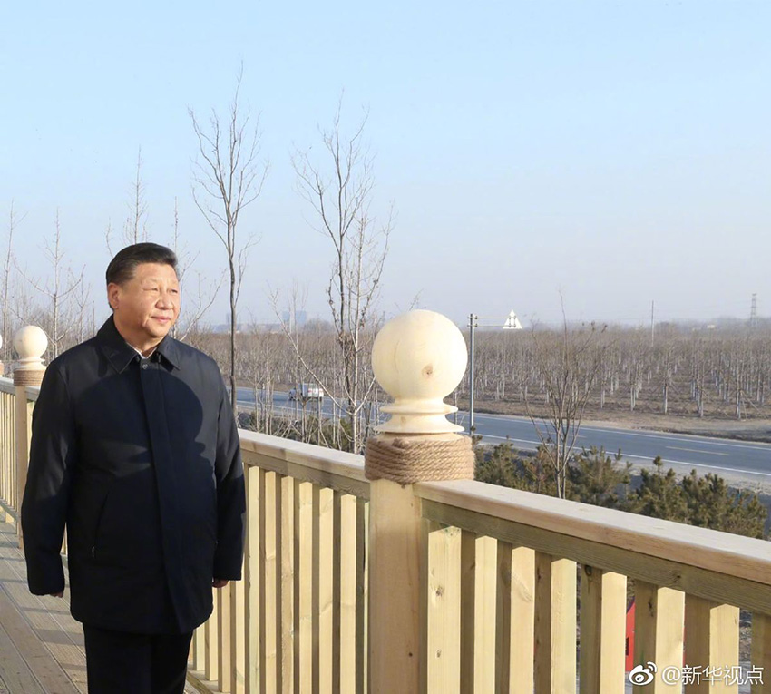 1月16日，中共中央總書記、國家主席、中央軍委主席習近平在河北雄安新區考察調研。在雄安新區“千年秀林”大清河片林一區造林區域，習近平登上秀林驛站二層平臺遠眺林區全貌。 新華社記者 鞠鵬 攝
