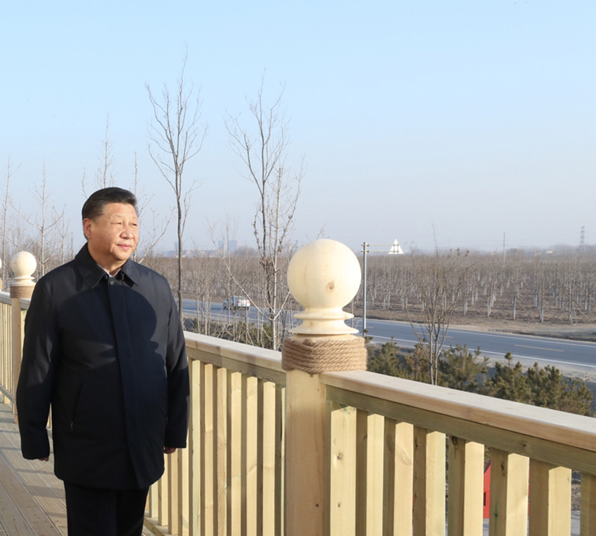 1月16日，中共中央總書記、國家主席、中央軍委主席習近平在河北雄安新區考察調研。在雄安新區“千年秀林”大清河片林一區造林區域，習近平登上秀林驛站二層平臺遠眺林區全貌。 新華社記者 鞠鵬 攝