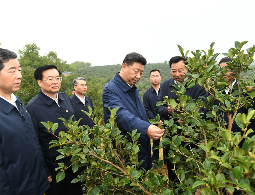 9月17日，中共中央總書記、國家主席、中央軍委主席習(xí)近平前往河南省光山縣司馬光油茶園和文殊鄉(xiāng)東岳村，考察調(diào)研當(dāng)?shù)孛撠毠怨ぷ鞒尚Ш椭修k在光山縣扶貧工作情況，看望慰問老區(qū)群眾。這是習(xí)近平在司馬光油茶園考察調(diào)研。 新華社記者 謝環(huán)馳 攝