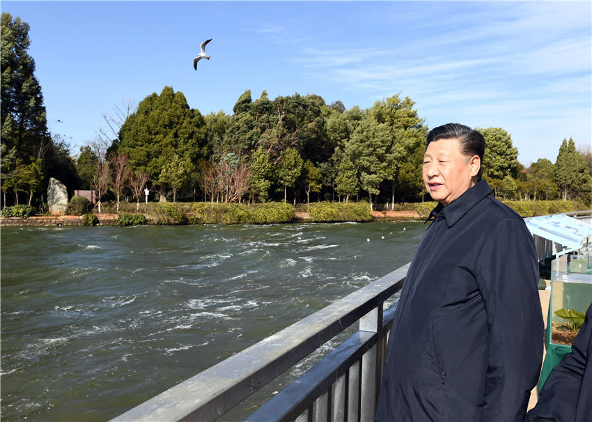 1月20日，正在雲南考察的中共中央總書記、國家主席、中央軍委主席習近平來到昆明，前往滇池星海半島生態濕地，察看滇池保護治理情況。新華社記者 謝環馳 攝