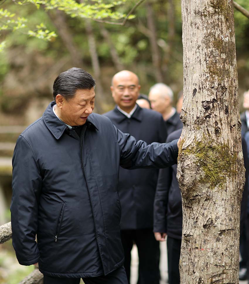 4月20日，中共中央總書記、國家主席、中央軍委主席習近平在陝西考察調研。這是習近平在位於商洛市柞水縣的秦嶺牛背梁國家級自然保護區，考察秦嶺生態保護情況。 新華社記者 鞠鵬 攝