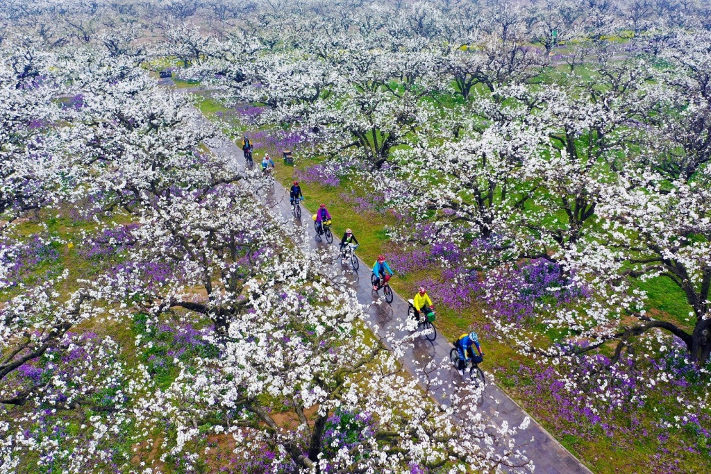 碭山縣梨花盛開,吸引游客前來觀賞。