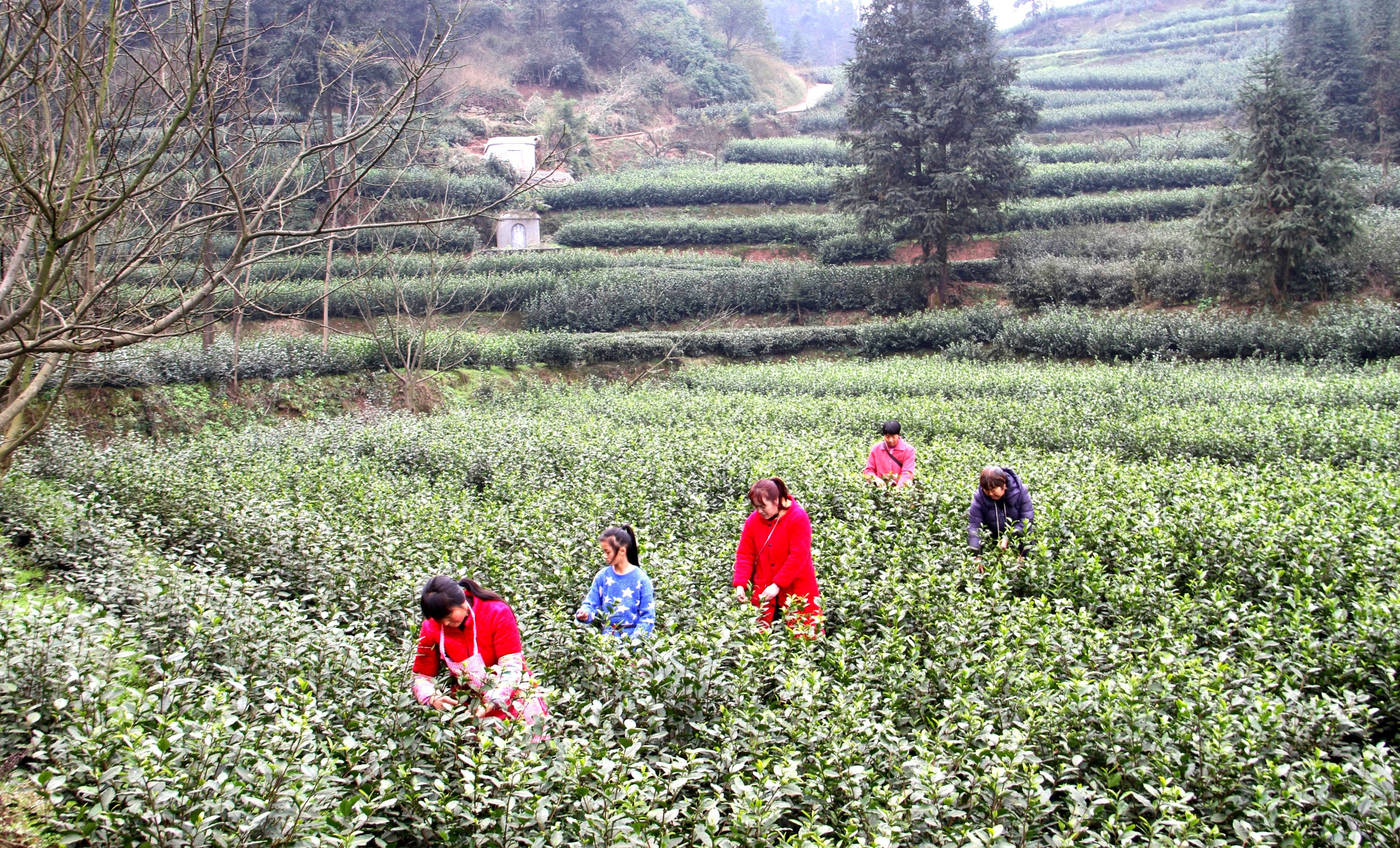 高縣蕉村鎮青云社區,茶農穿梭在茶壟間采摘茶葉。