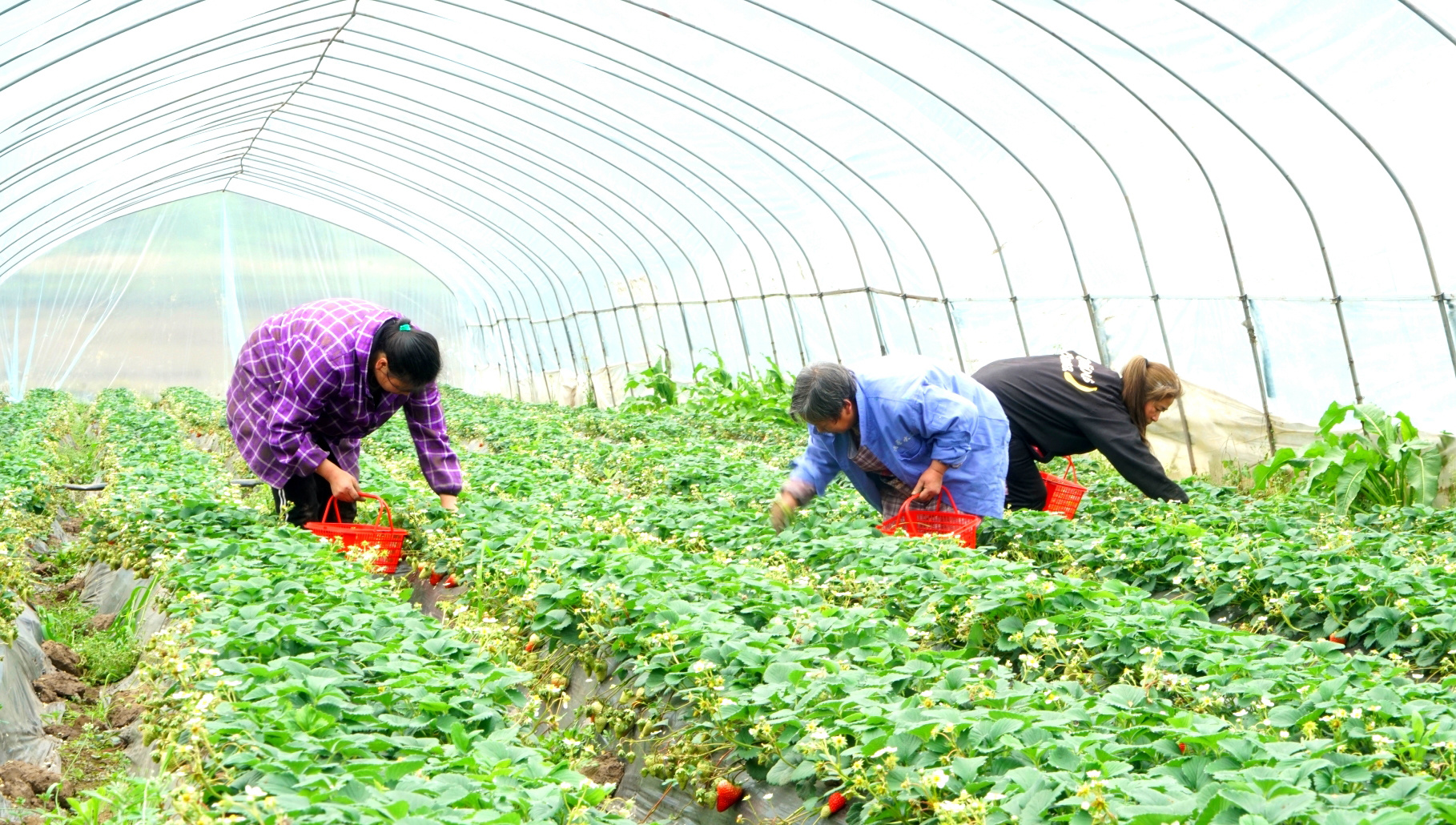 高縣來復鎮新農村,村民們在大棚里采摘草莓。