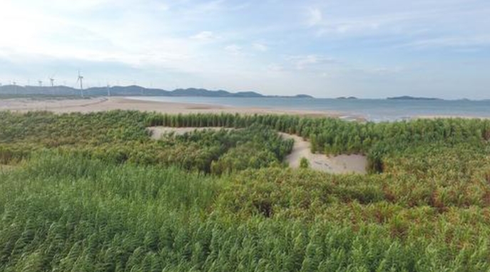 跨越山海的“幸福草”2021年11月19日，在第三次“一帶一路”建設座談會上，習近平回憶起一件往事——在福建工作期間，習近平接待了來訪的巴布亞新幾內亞東高地省省長拉法納瑪?！拔蚁蛩榻B了菌草技術，這位省長一聽很感興趣。我就派《山海情》里的那個林占熺去了?！本?，正是在習近平的推動下，為“閩寧合作”打開了一扇門。