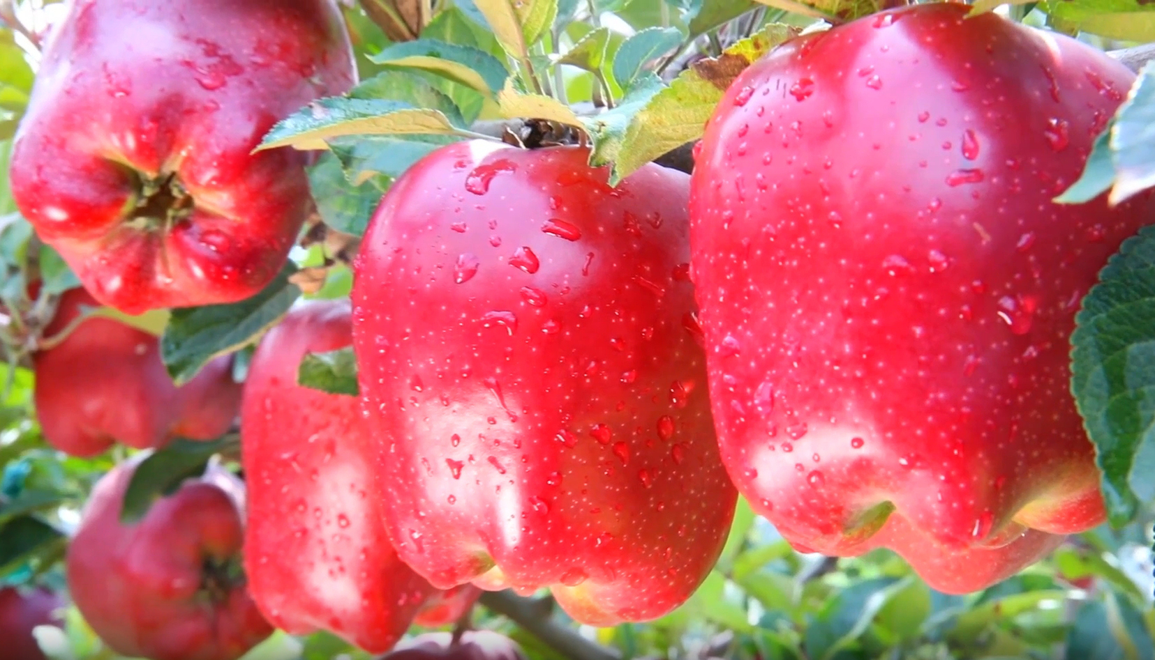 總書(shū)記關(guān)切的花牛蘋(píng)果更“?！绷?#13;花牛蘋(píng)果進(jìn)冷庫(kù)乘輕軌、果園有防災(zāi)貸、銷售走海外倉(cāng)，紅彤彤的花牛蘋(píng)果不僅成為了麥積區(qū)助推鄉(xiāng)村振興的支柱性產(chǎn)業(yè)，同時(shí)也成為了當(dāng)?shù)厝罕娫鍪罩赂坏摹靶腋９薄?/></a></span>
<div   id=