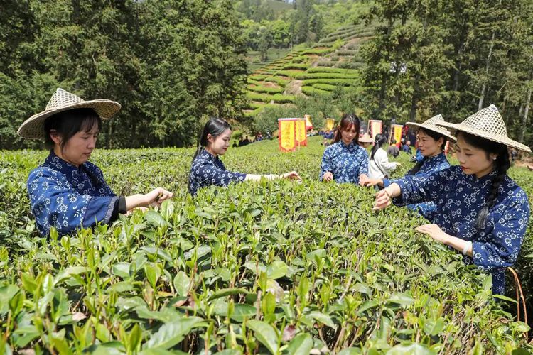 2025年4月13日，福建武夷山市星村鎮(zhèn)朝陽村茶農(nóng)在生態(tài)茶園展示採茶。新華社發(fā)（邱汝泉 攝）