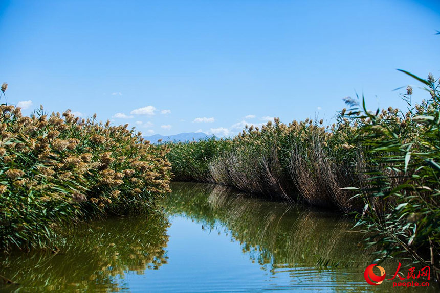 經(jīng)過(guò)治理的烏梁素海風(fēng)景秀美，蘆葦搖曳生姿。人民網(wǎng) 孟佳澍攝