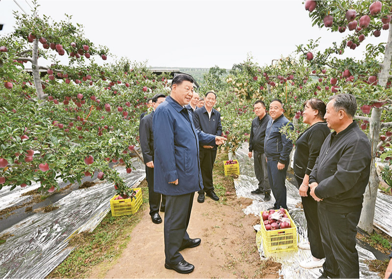 2024年9月10日至13日，中共中央總書記、國家主席、中央軍委主席習近平在甘肅考察。這是11日上午，習近平在天水市麥積區南山花牛蘋果基地考察時，走進果林了解相關種植、技術和管理情況。 新華社記者 謝環馳/攝